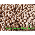 professional processed Walnut Kernels light amber halves